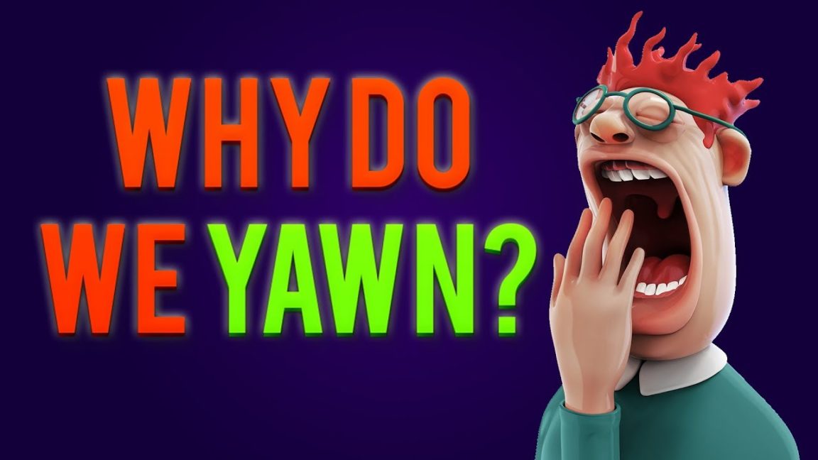 Video Infographic Why Do You Yawn When Others Yawn? Infographic.tv
